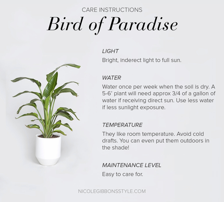 Bird of Paradise Plant Indoors Interiors Decor-10