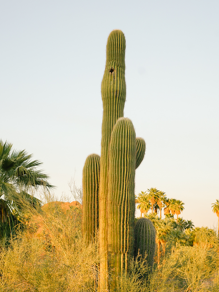 Desert Botanical Garden Phoenix