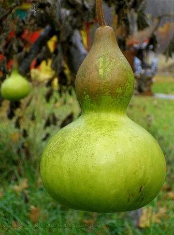 Gourdfruit